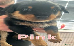 Rottweiler dogs for sale: Big Chunky litter of 7 Rottweilers  - Image 10