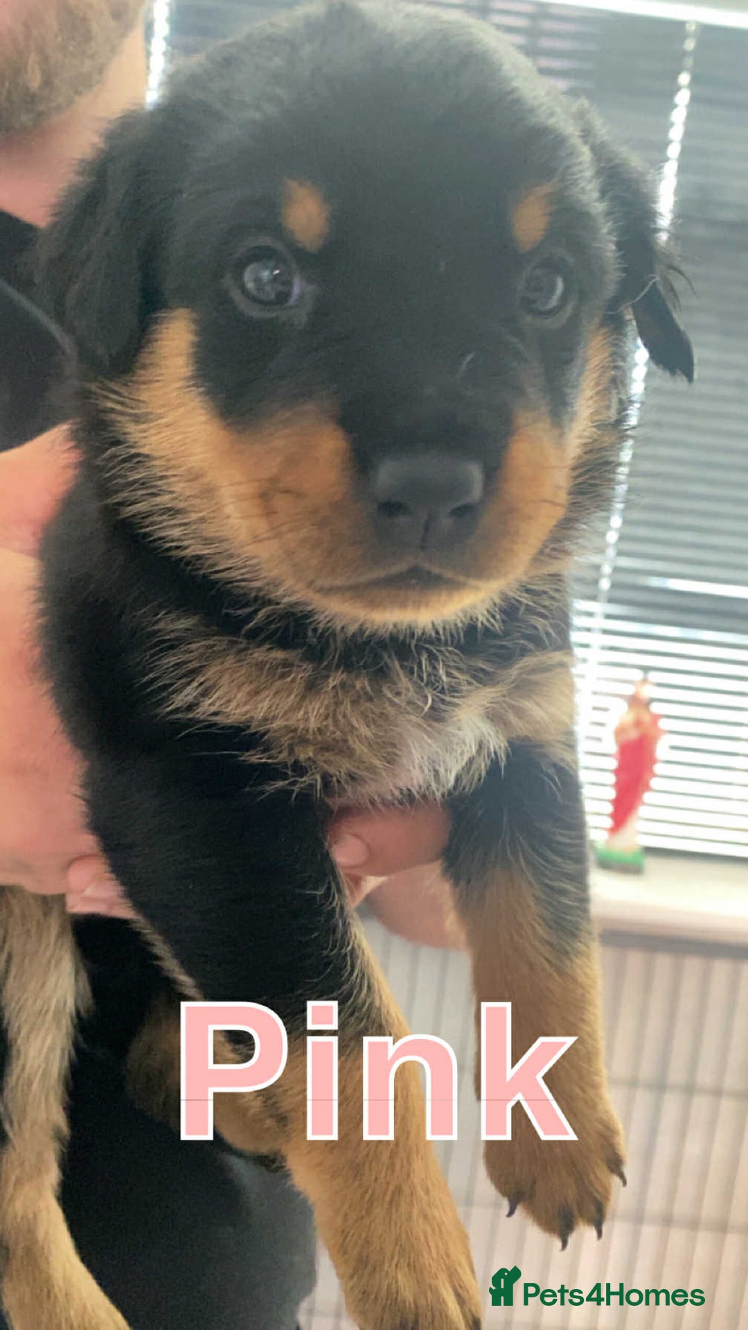 Rottweiler dogs for sale: Big Chunky litter of 7 Rottweilers  - Image 10