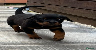 Rottweiler dogs - Advert 13