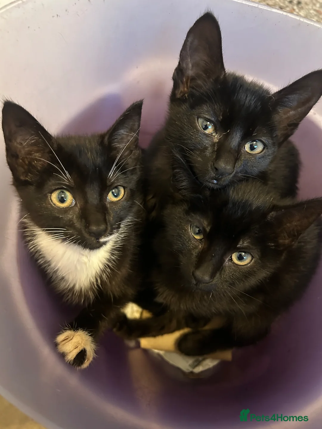 Mixed Breed cats for sale: Beautiful Half Siamese Kittens  - Advert 2