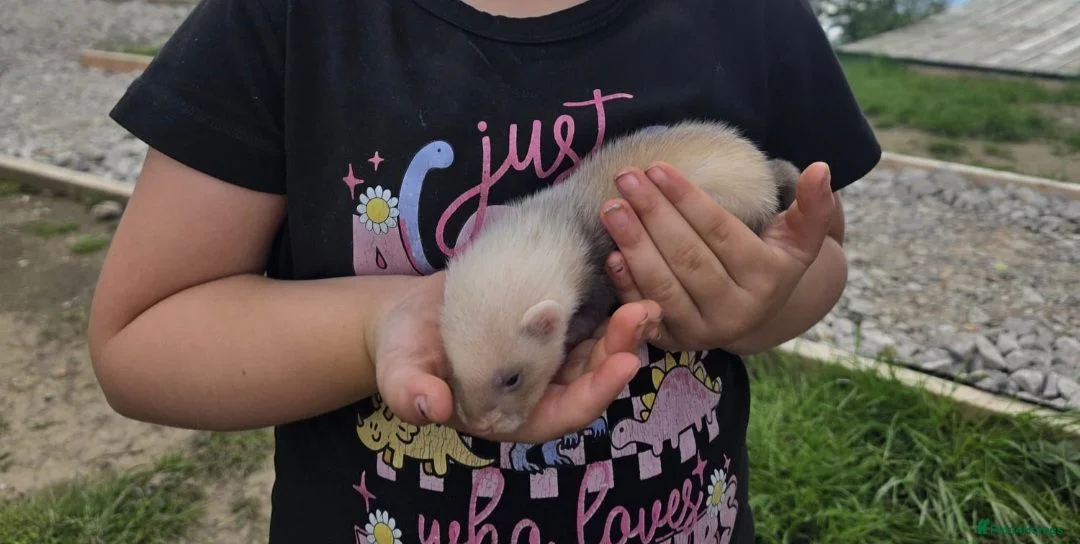 Ferret rodents for sale: Ferret kits - Advert 2