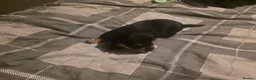 Mixed Breed dogs for sale: rottweiler and German Shepherd puppies - Advert 26