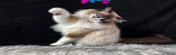 Ragdoll cats for sale: Ragdoll female ACTIVE GCCF registered  - Advert 14