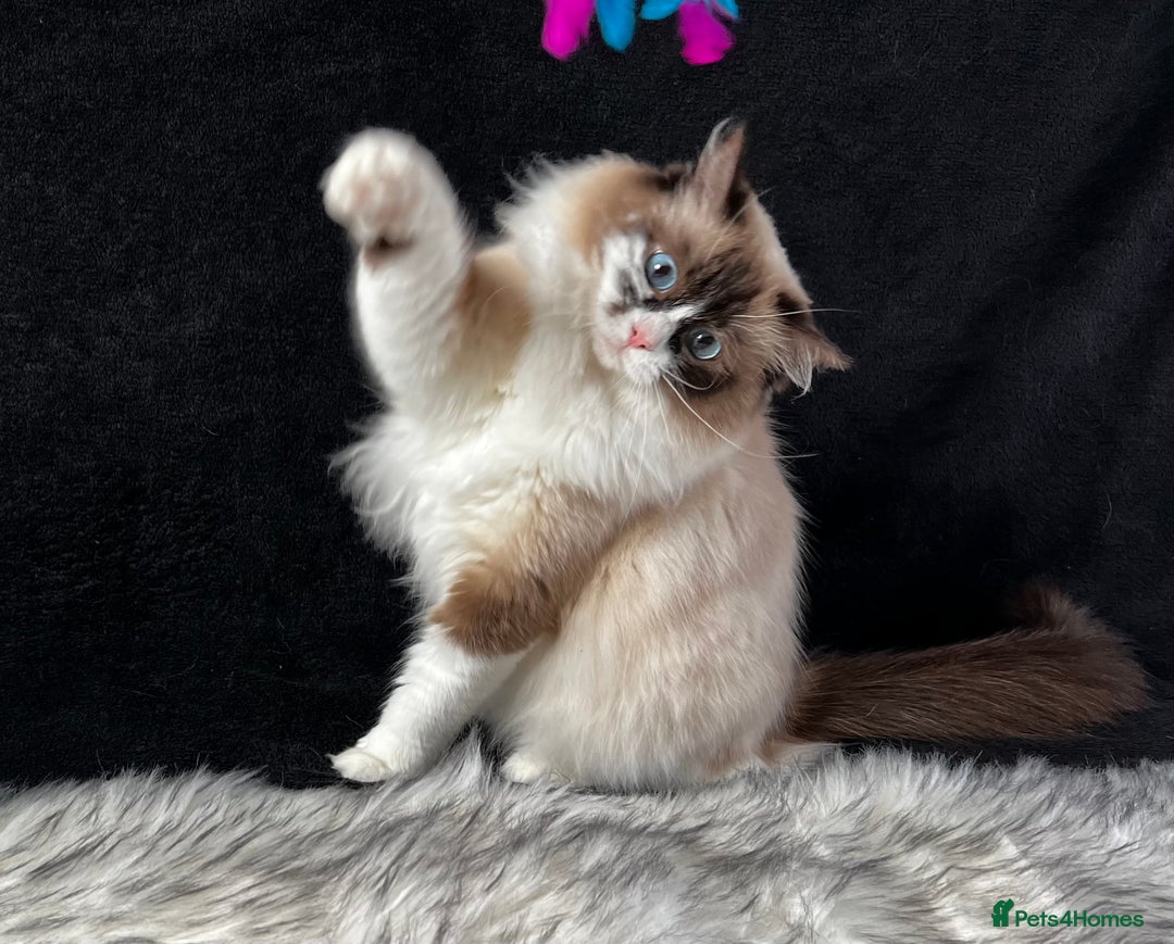 Ragdoll cats for sale: Ragdoll female ACTIVE GCCF registered  - Advert 14