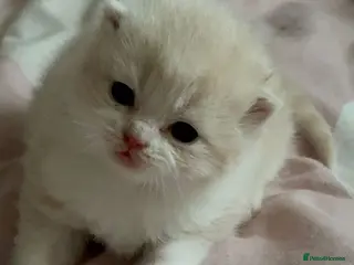 British Shorthair cats Beautiful unusual Pure British shorthair kittens - Advert 1