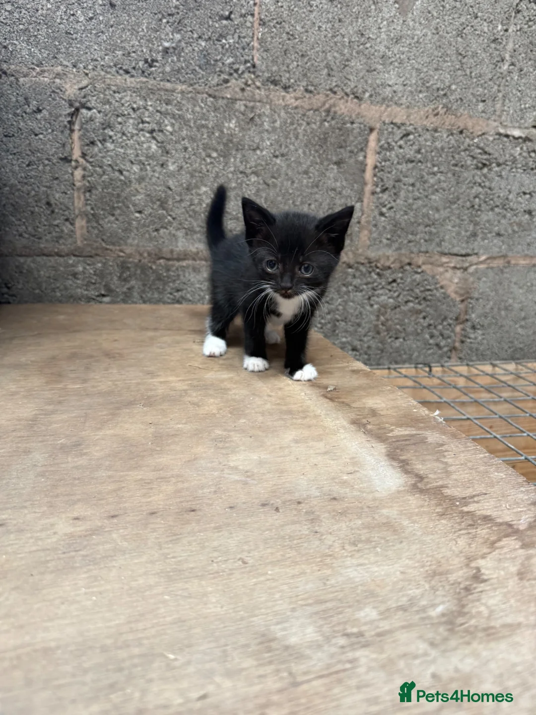 Mixed Breed cats for sale: 2 gorgeous female kittens in Uttoxeter - Advert 2