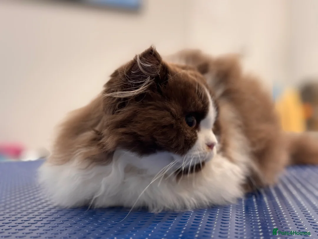British Longhair cats for stud: Chocolate & White Bicolour British Longhair Stud - Advert 8