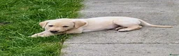Labrador Retriever dogs for sale: Seven Week old Labrador Pups in Aberdeen - Advert 15