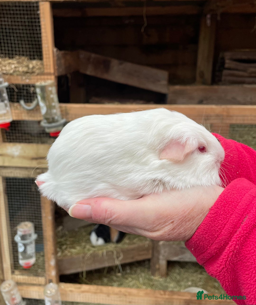 Guinea Pig rodents for sale: LOVELY BONDED BABY GUINEA PIGS - Advert 4