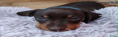 Miniature Dachshund 5 (Blue collar female)