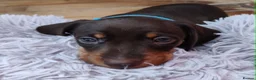 Miniature Dachshund dogs for sale: Beautiful home-reared Miniature Dachshund Puppies - Advert 29