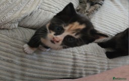 British Shorthair cats for sale: 4 kittens needing new homes - Image 10