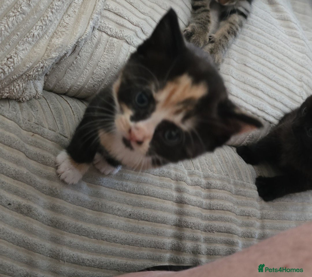 British Shorthair cats for sale: 4 kittens needing new homes - Image 10