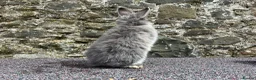 Mini Lop rabbits for sale: Blue fox boy for sale  - Advert 6