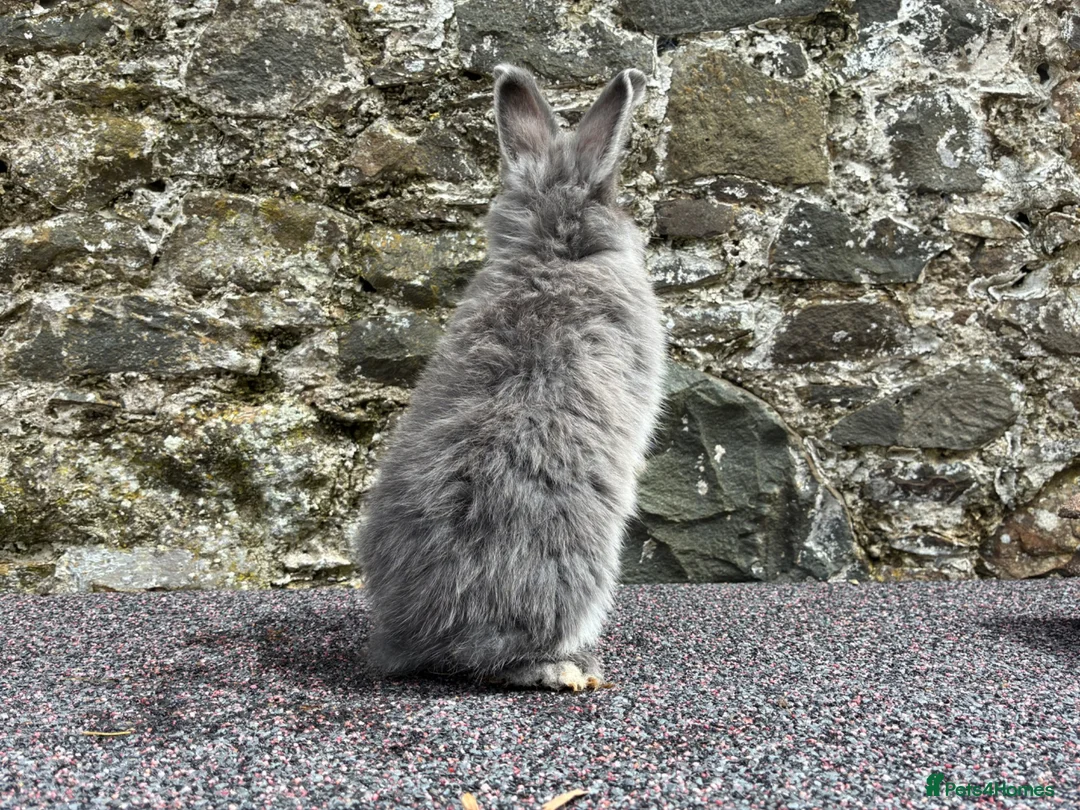 Mini Lop rabbits for sale: Blue fox boy for sale  - Advert 6