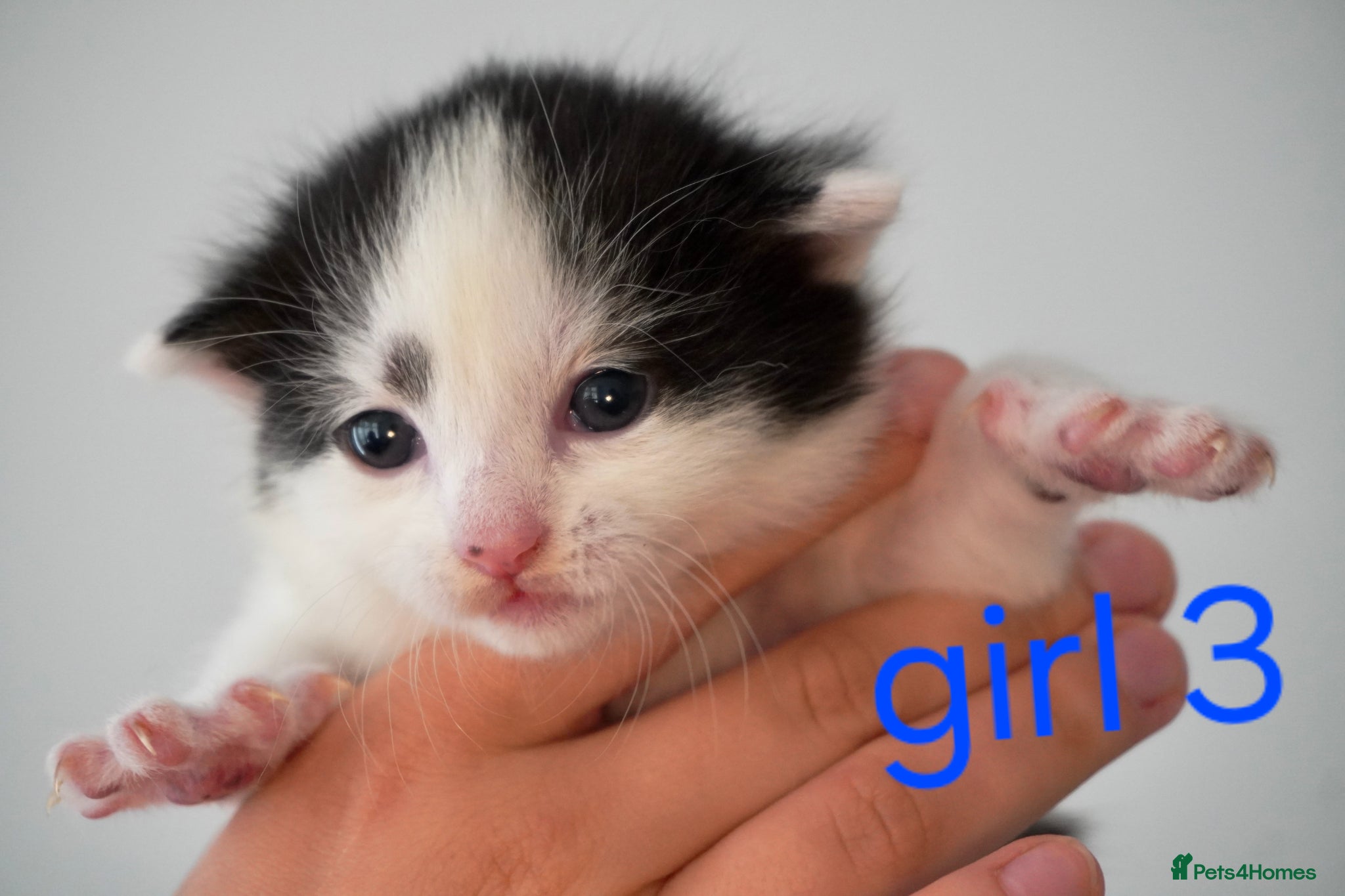 Mixed Breed cats for sale: Beautiful kittens looking for loving families in Bristol - Advert 7