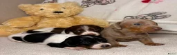 Dachshund dogs for sale: Piebald dachshund puppies for sale  - Advert 4
