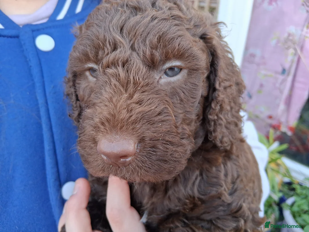 Cockapoo dogs for sale: Stunning cockerpoo puppies ready mid March - Advert 9