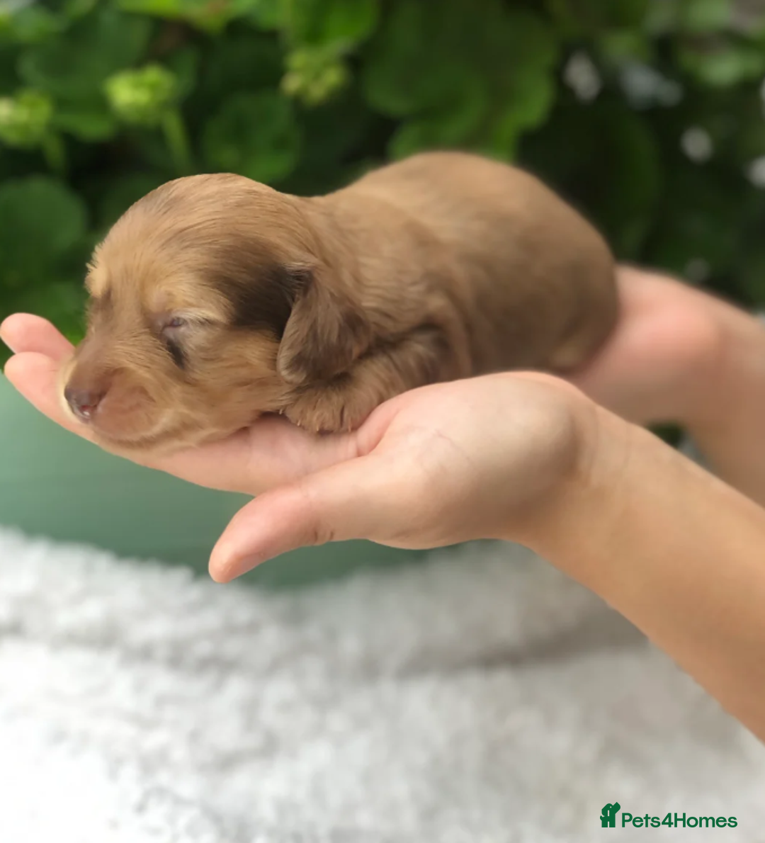 Miniature Dachshund dogs for sale: Cream Miniature Long-Haired Dachshund Puppies - Image 10