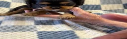 Cavalier King Charles Spaniel dogs for sale: Cavalier King Charles puppies  - Advert 18