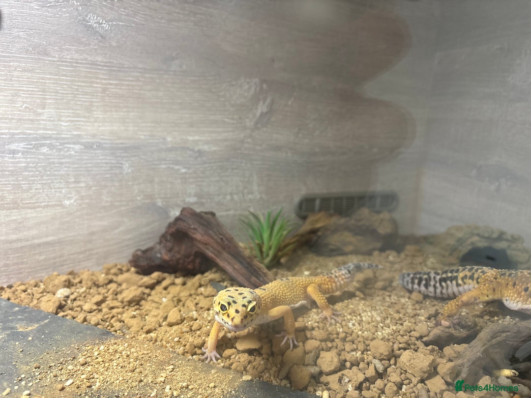 Leopard Gecko reptiles for sale: Large Viv complete with 3 leopards - Image 2