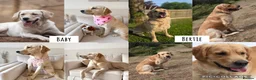 Goldador dogs for sale: A Special Litter of Goldador Puppies - Advert 3
