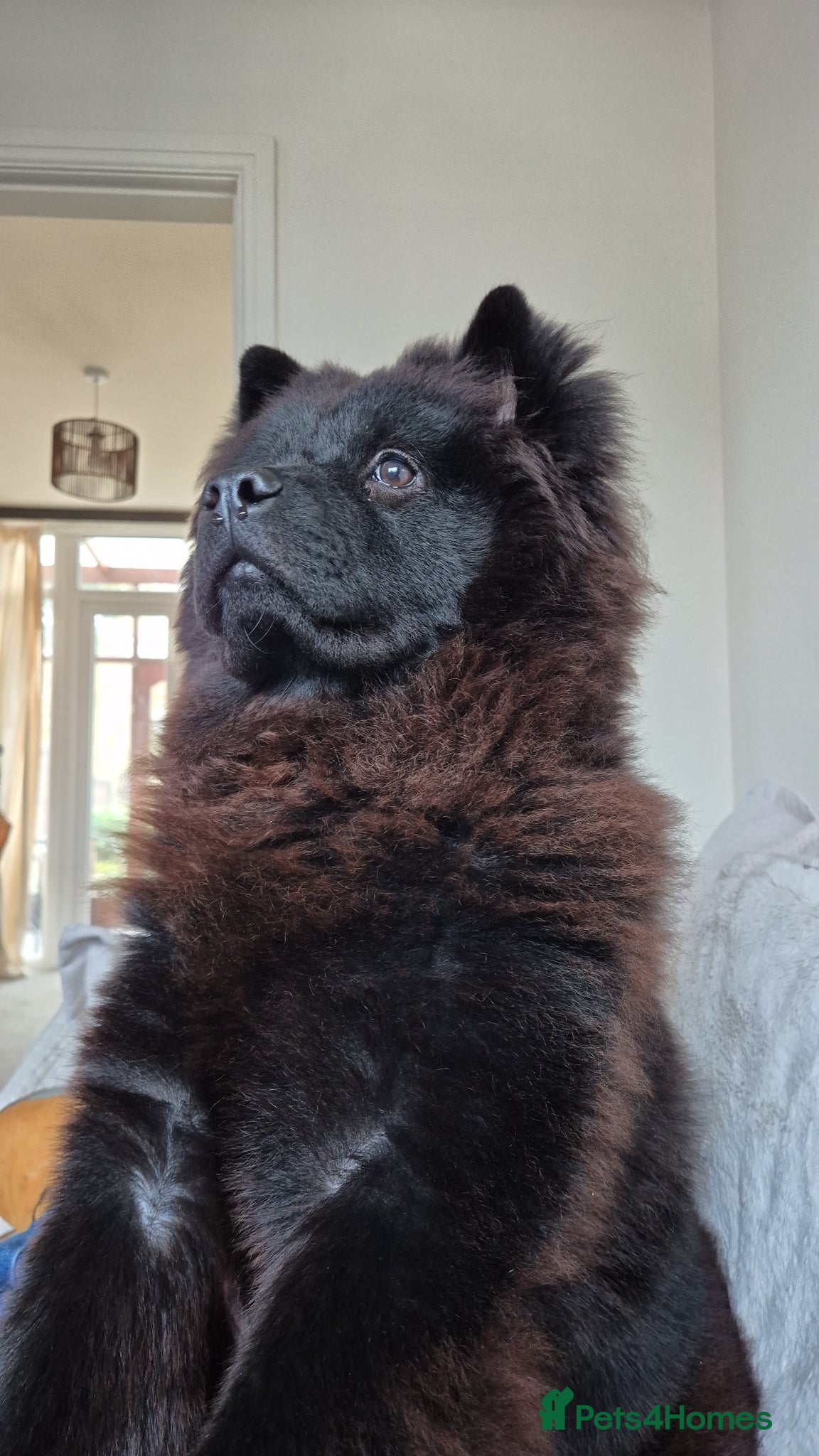 Chow Chow dogs for sale: 1 Year Old Female Chow Chow in Walsall - Advert 1