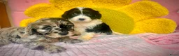 Boxer dogs for sale: Healthy & Playful Boxer Puppies Available Now - Advert 13