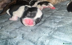 Mixed Breed dogs for sale: Shih tzu x Bichion  - Image 11