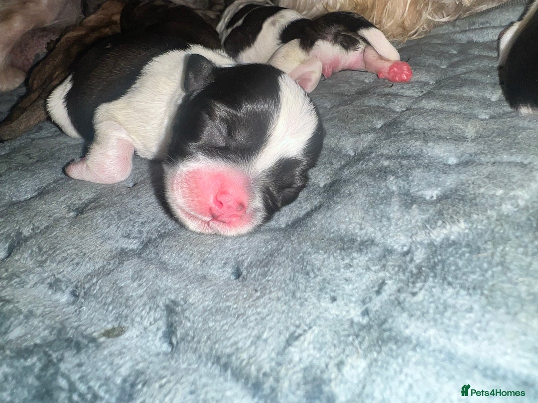 Mixed Breed dogs for sale: Shih tzu x Bichion  - Image 11