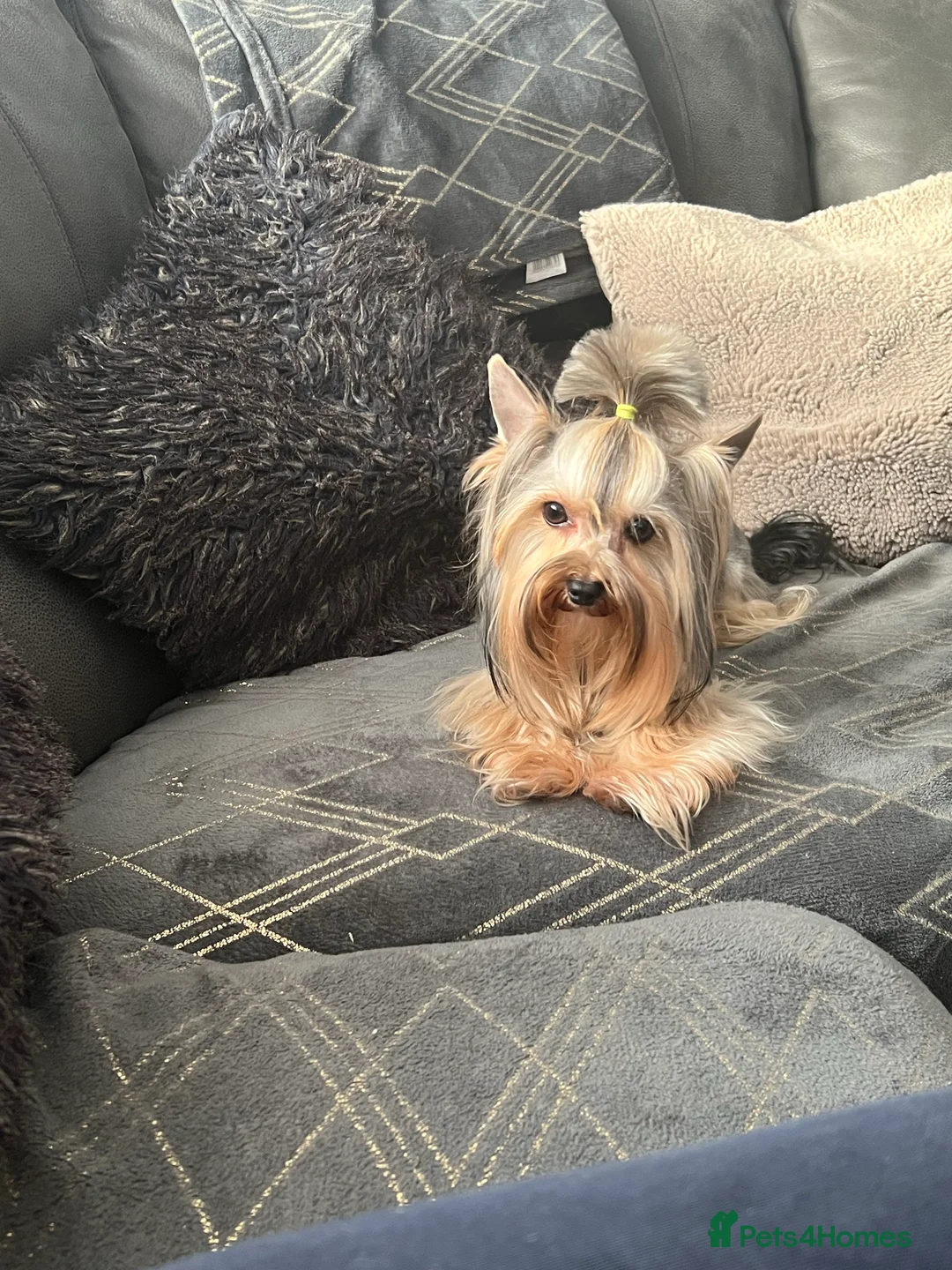 Yorkshire Terrier dogs for stud: The small stud dog 2kg in Romford - Advert 4