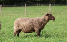 Sheep livestock for sale: Registered Shetland Sheep Flock Reduction  - Image 4