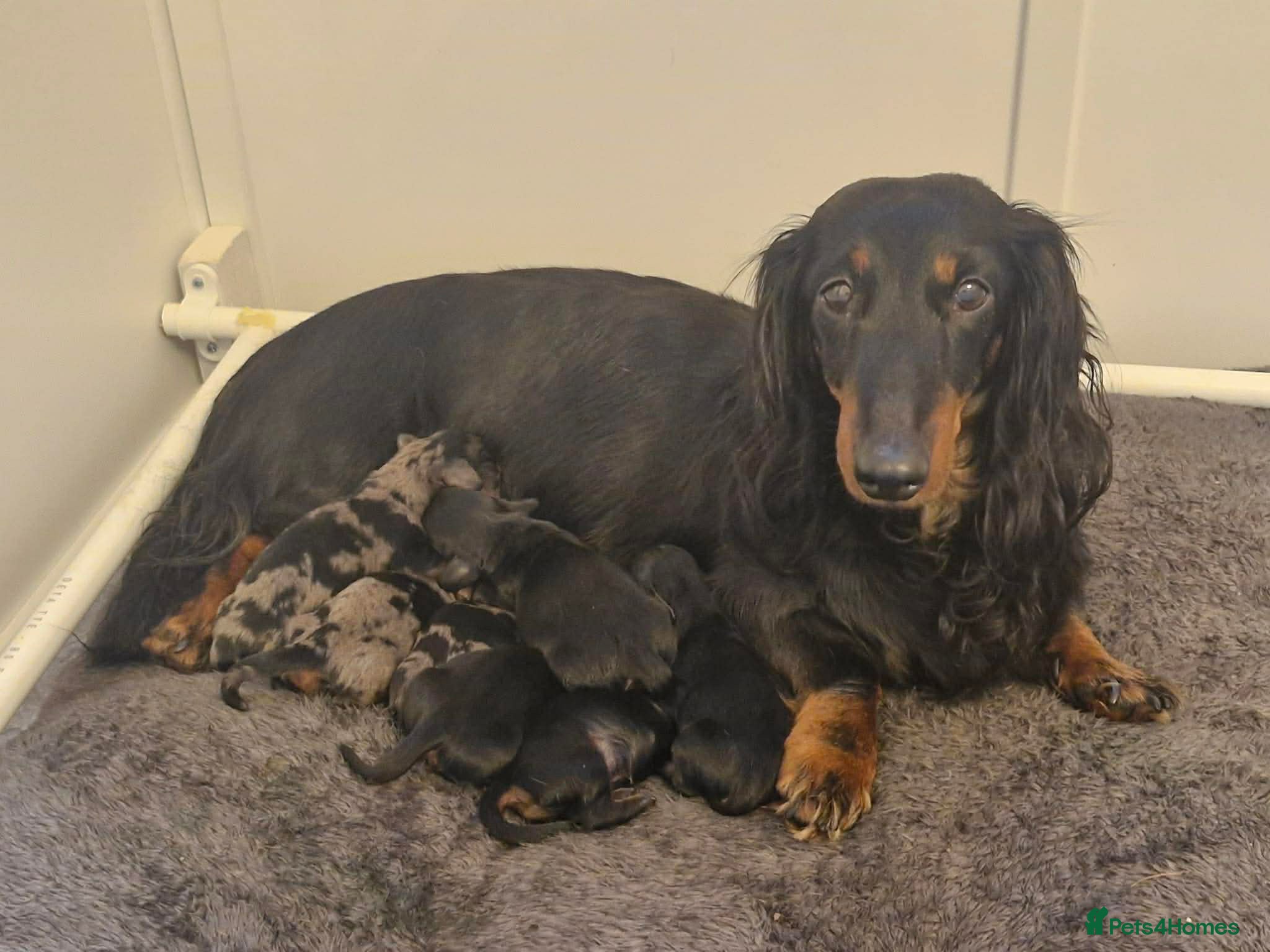 Miniature Dachshund dogs ✨ Miniature Long Haired Dachshund Puppies  ✨ - Advert 1