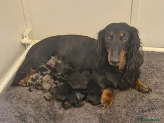 Miniature Dachshund dogs ✨ Miniature Long Haired Dachshund Puppies ✨ - Advert 1