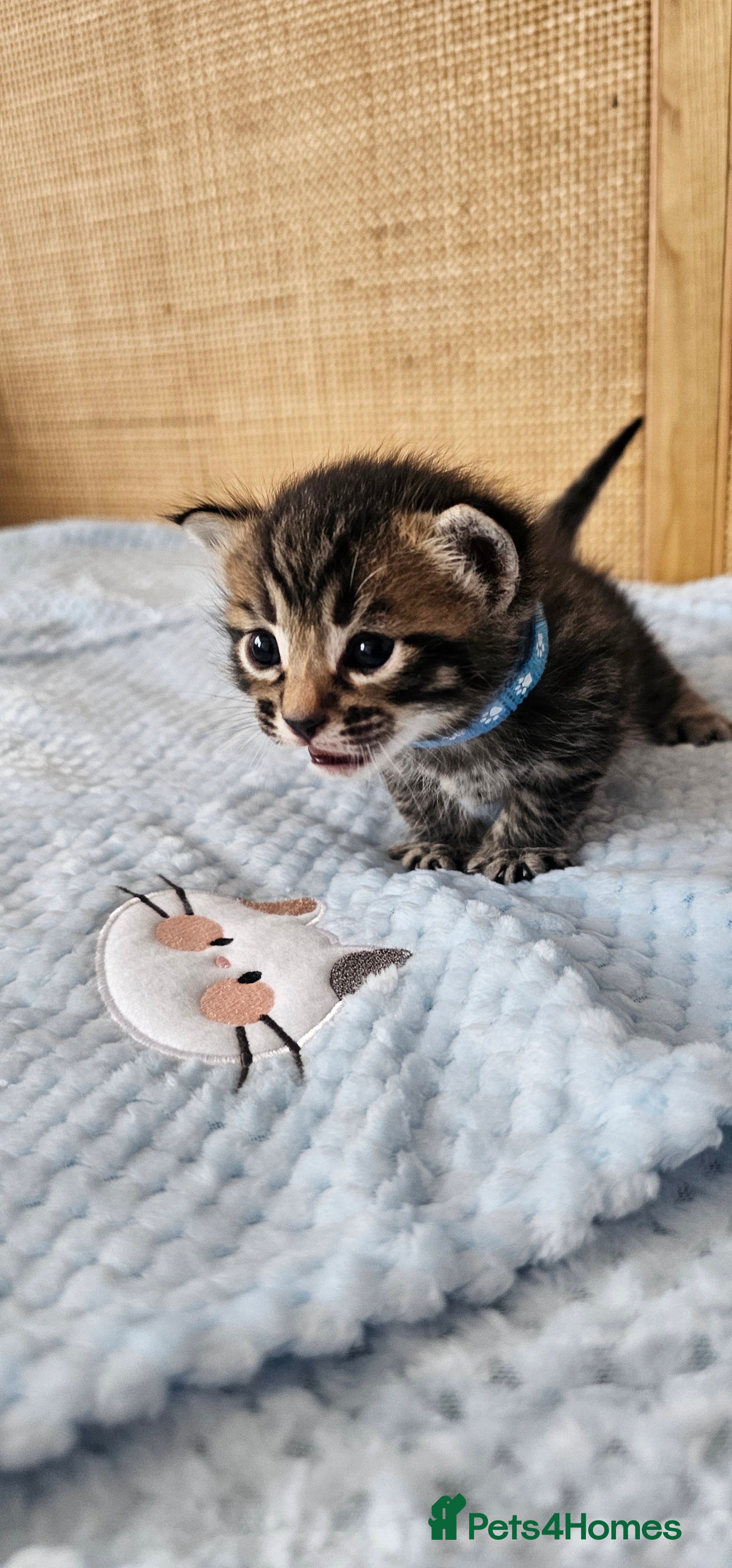 Mixed Breed cats for sale: Beautiful Bengal Mix Kittens - Advert 37