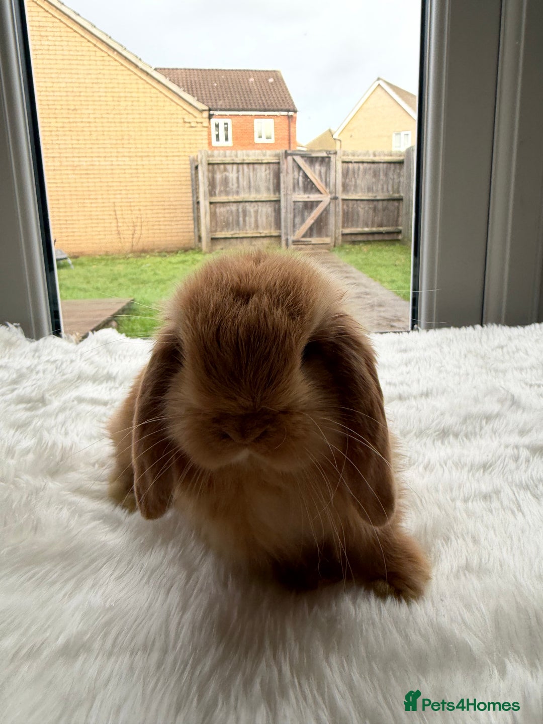 Mini Lop rabbits for sale: Mini lop - Advert 5