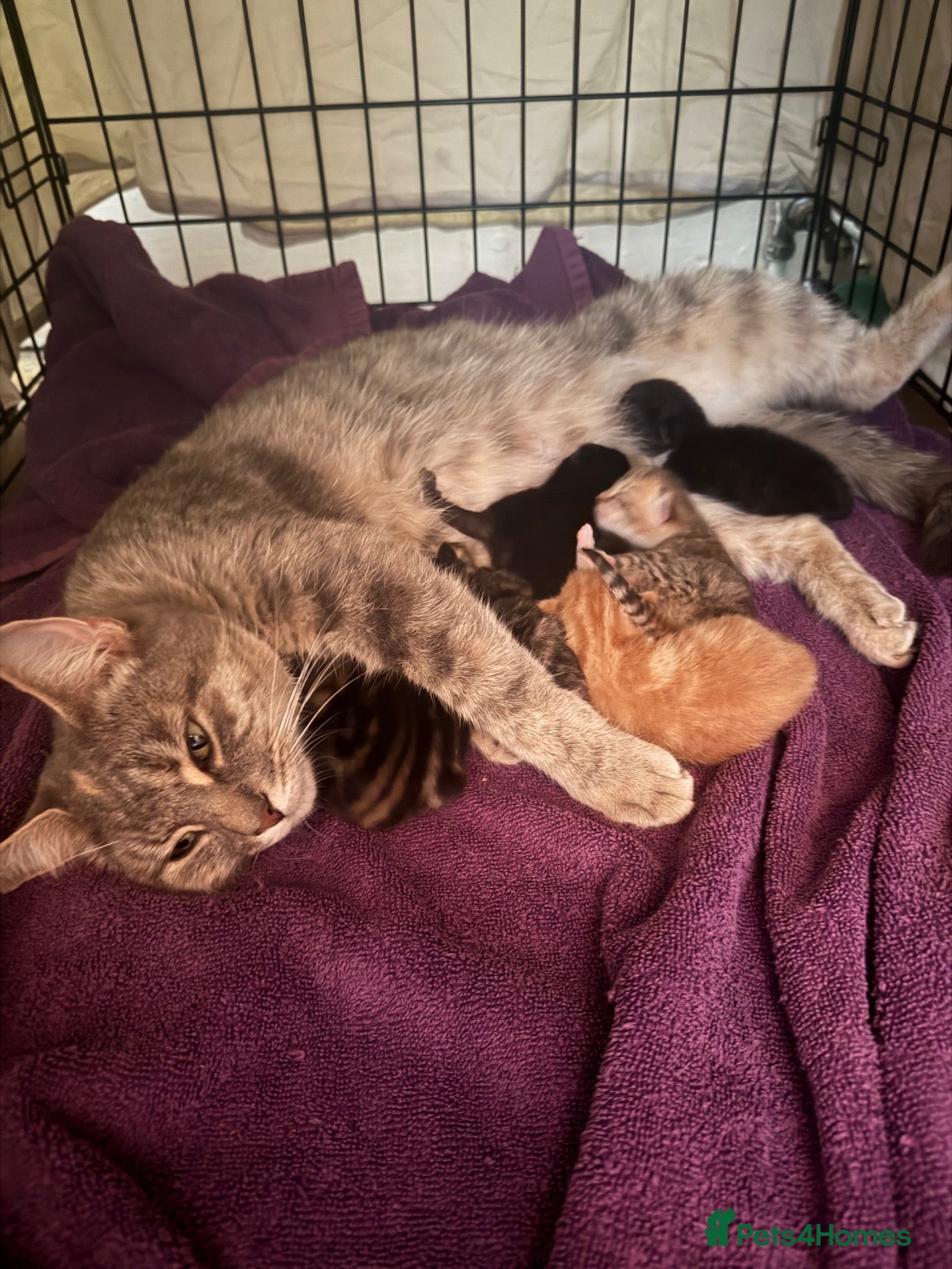 Mixed Breed cats Gorgeous kittens  - Advert 2