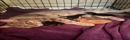 Mixed Breed cats for sale: Gorgeous kittens  - Advert 2