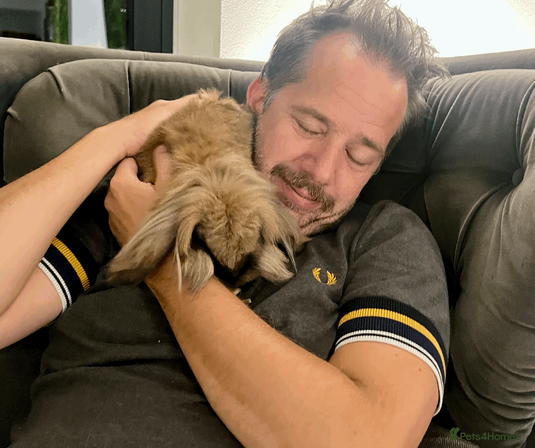 Mixed Breed rabbits for sale: 2 x Bonded Mini Lop X Lionhead Rabbits  - Image 11