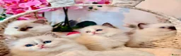 Ragdoll cats for sale: Premium Quality✨️🏆 TICA Reg European Ragdolls 🩷  - Advert 5