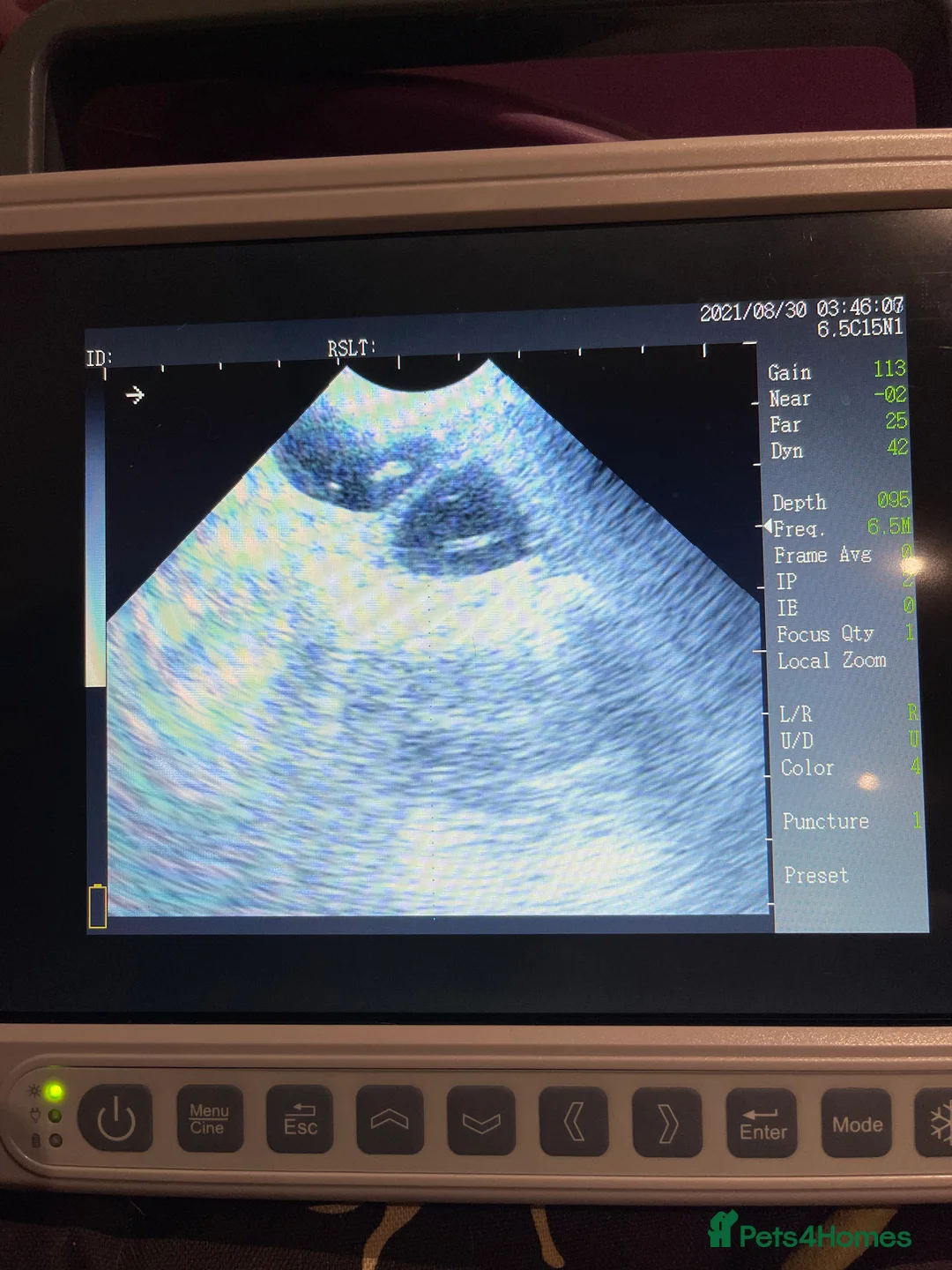 Miniature Dachshund dogs for stud: KC Registered Miniature Smooth Haired Stud - Advert 8