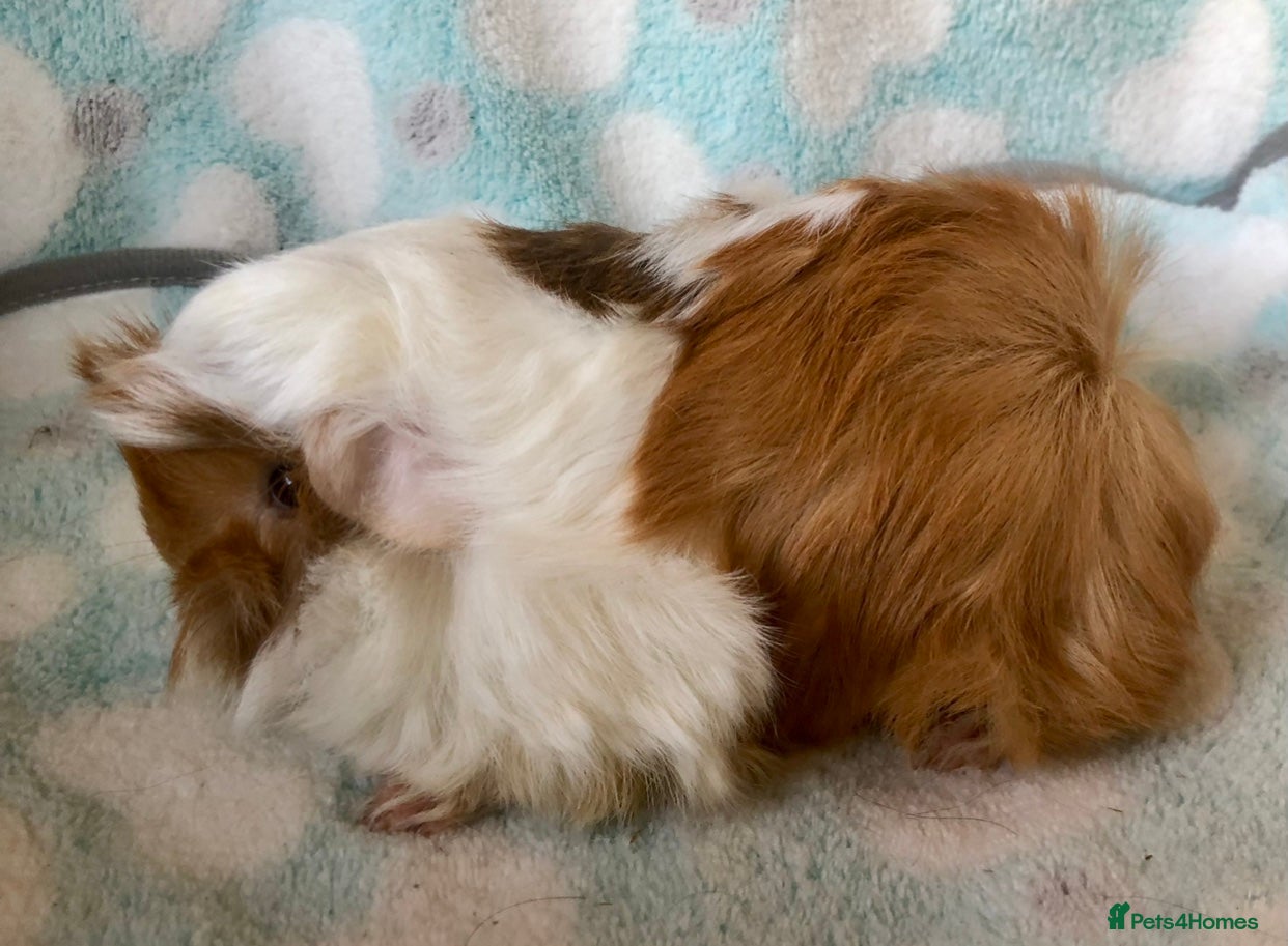 Guinea Pig rodents for sale: Beautiful Peruvian and Alpaca baby boars  - Advert 1