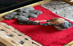 Great Dane dogs for sale: KC registered Great Danes  blues & black - Image 13