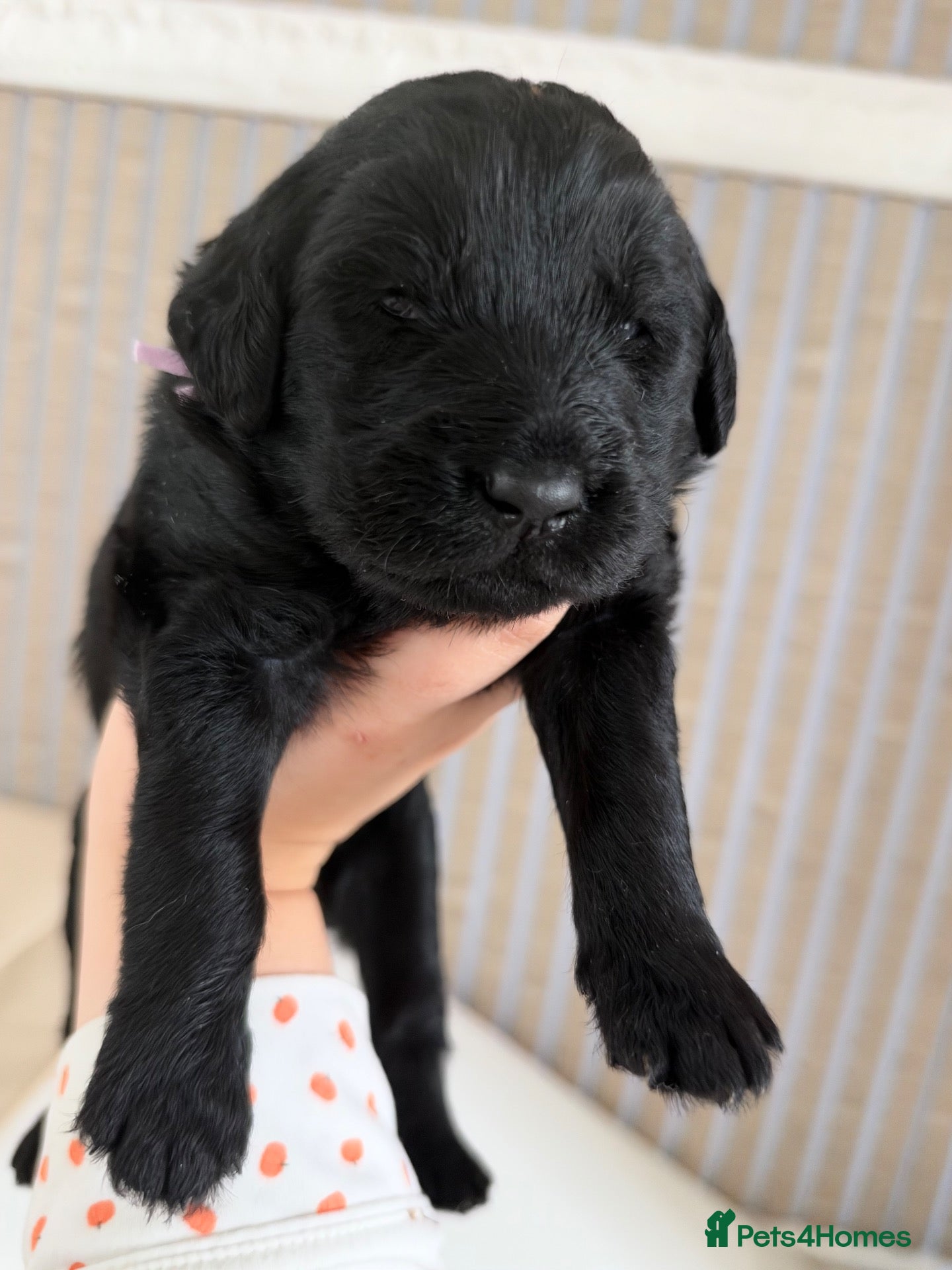 Labradoodle dogs Gorgeous labradoodle puppies!🐶  - Advert 12