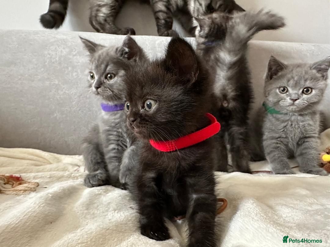 British Shorthair cats Adorable BSH Kitten Looking for a Loving Home - Advert 15