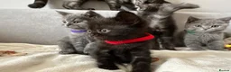 British Shorthair cats for sale: Adorable BSH Kitten Looking for a Loving Home - Advert 1