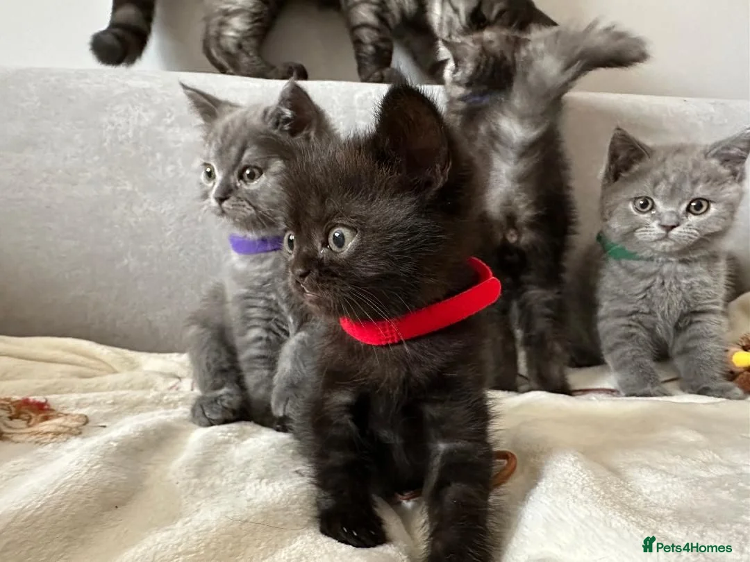 British Shorthair cats for sale: Adorable BSH Kitten Looking for a Loving Home - Advert 1