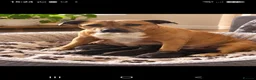 Staffordshire Bull Terrier dogs for sale: Beautiful strong puppies  - Advert 10