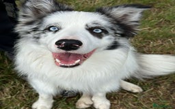 Border Collie dogs for stud: Blue Merle Border Collie Looking for Girlfriend - Image 11