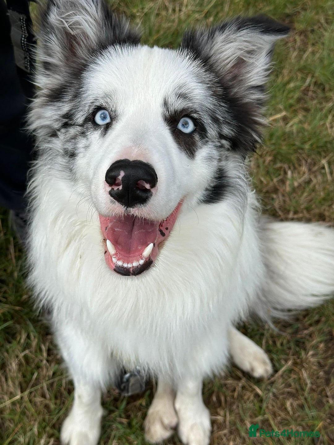 Border Collie dogs for stud: Blue Merle Border Collie Looking for Girlfriend - Image 11